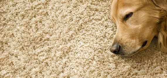 Carpet Pet Odor Removal