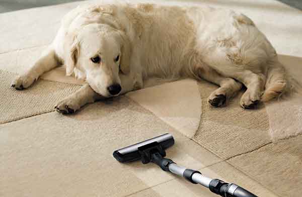 This image shows a dog laying on a newly cleaned carpet.