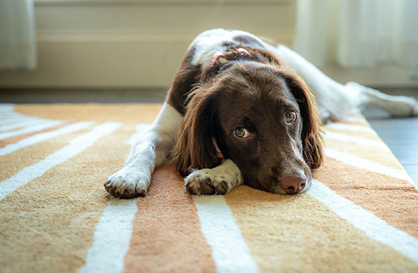 This image shows a dog laying on a newly cleaned carpet.